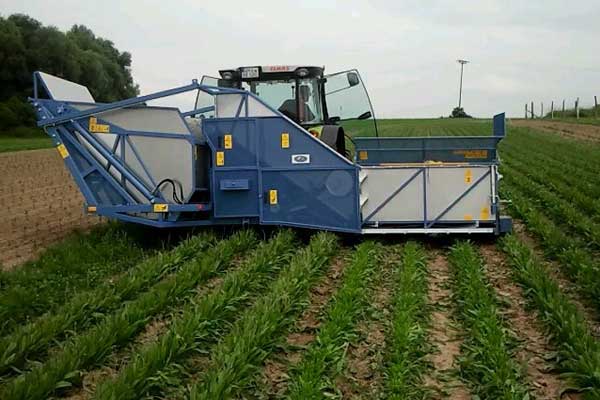 ماشین برداشت بابونه، نعناع